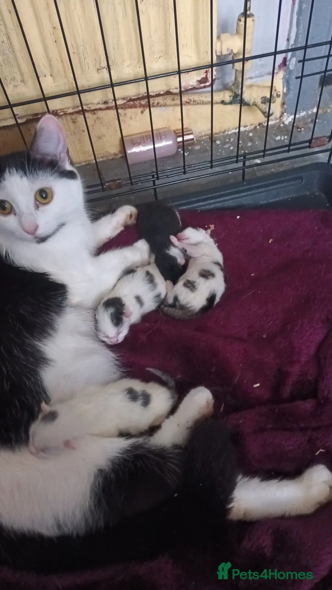 Mixed Breed cats for sale: Domestic shorthair kittens for sale - Advert 1