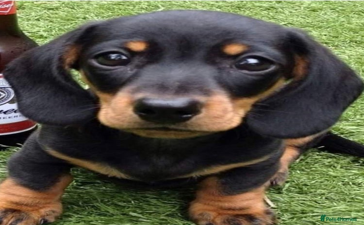 Dachshund dogs Unusual colour beautiful miniature dachshound pups - Advert 3