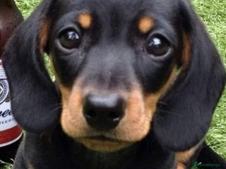 Dachshund dogs Unusual colour beautiful miniature dachshound pups - Advert 2