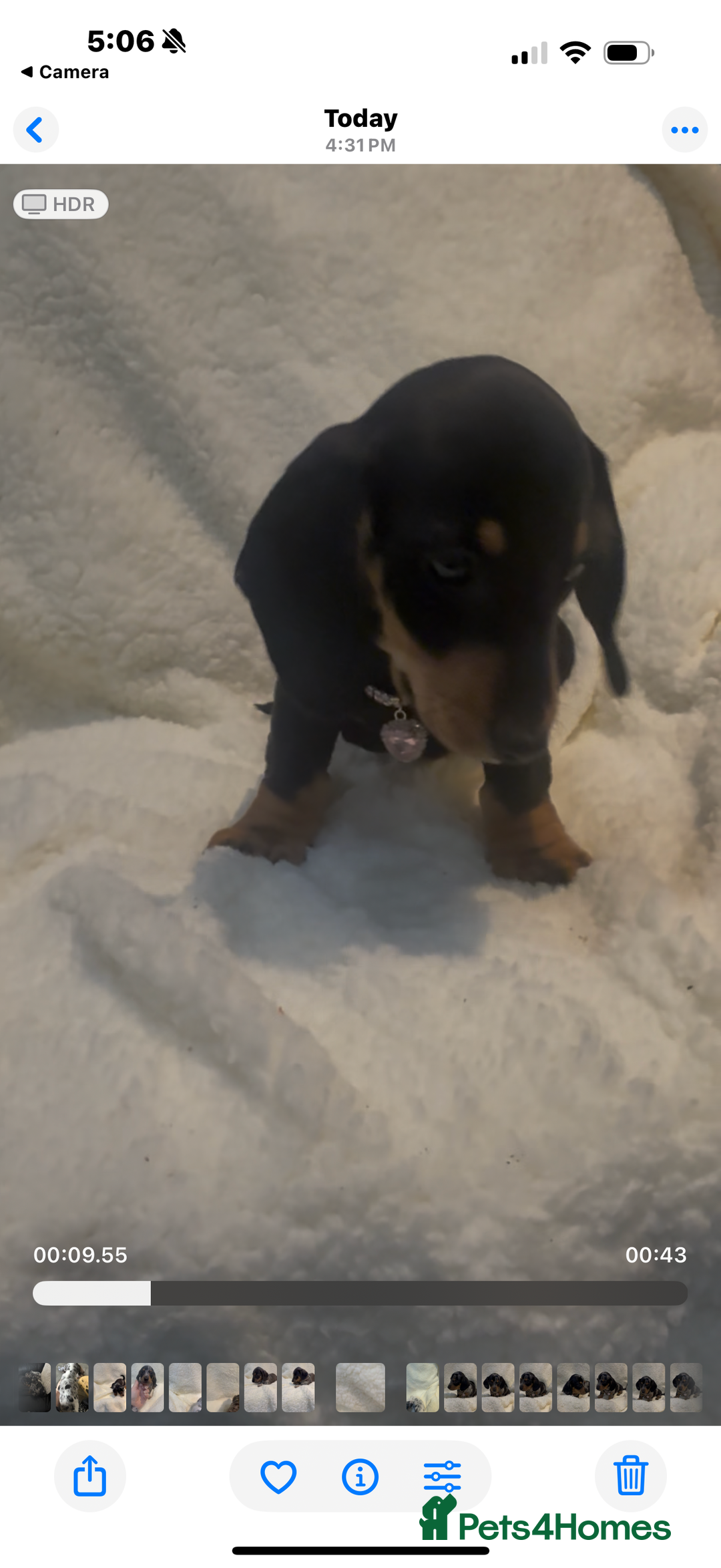 Dachshund dogs for sale: Kc registered miniature smooth daschunds  - Advert 9