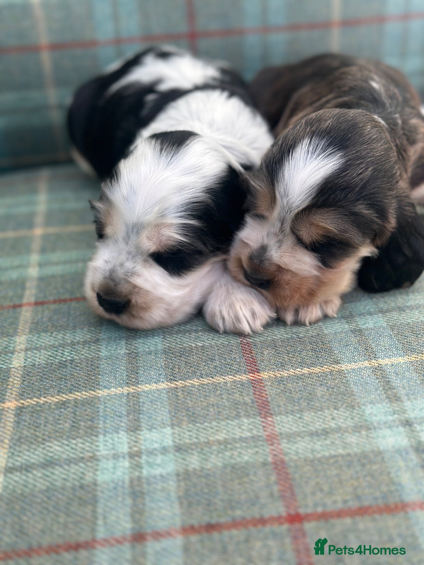 Cocker Spaniel dogs Stunning KC Show type Cocker Puppies  - Advert 1