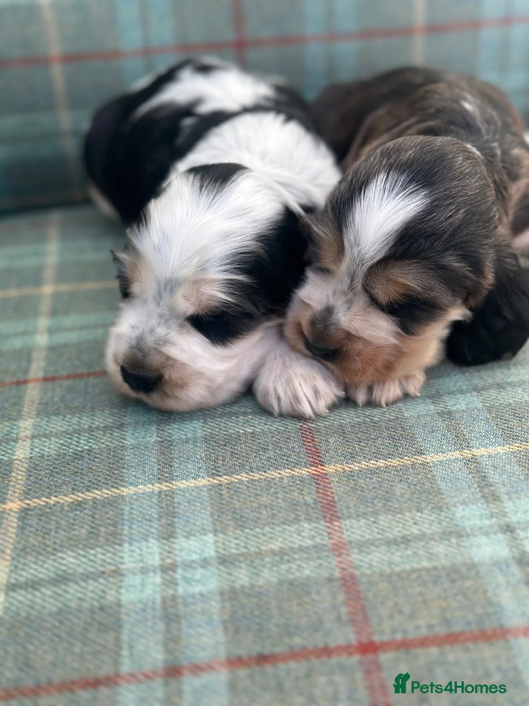 Cocker Spaniel dogs for sale: Stunning KC Show type Cocker Puppies  - Advert 1