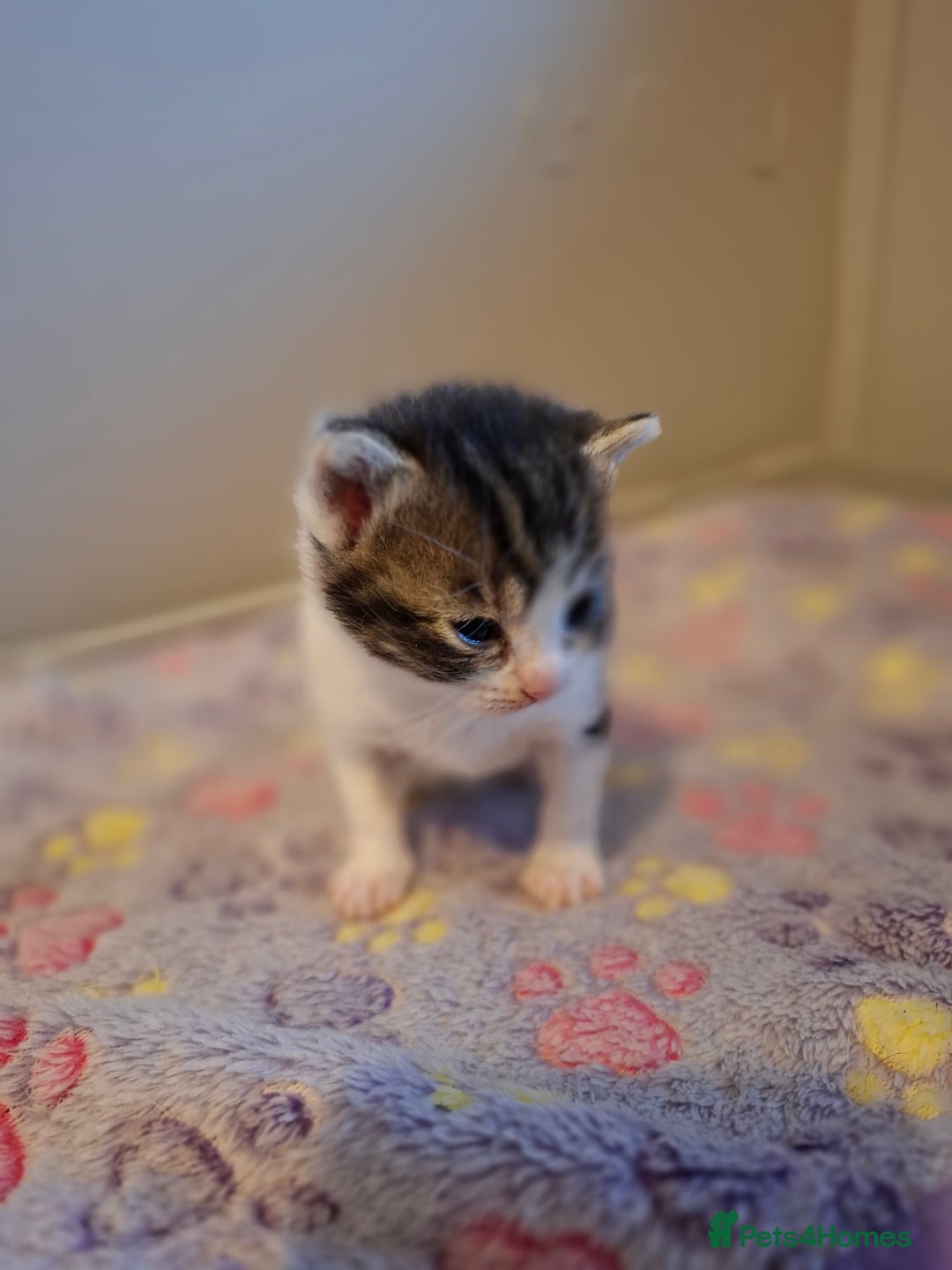 Mixed Breed cats for sale: Single kitten  - Advert 8