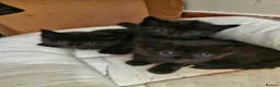 Mixed Breed cats for sale: Lovely black kittens in Bedford - Advert 4