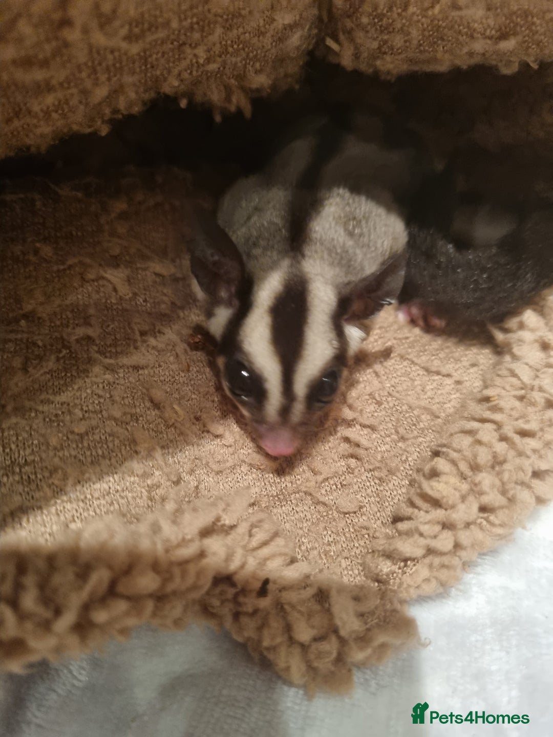 Sugar Glider rodents for sale: Little boy - Image 3