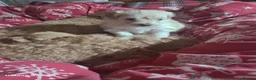 Maltese dogs for stud: Kc registered health tested stud proven - Advert 27