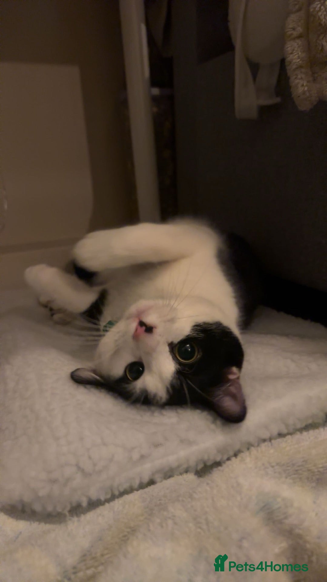 Mixed Breed cats 1 year old jasper - Advert 1