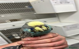 Budgerigars birds for sale: Budgies for sale  - Image 1