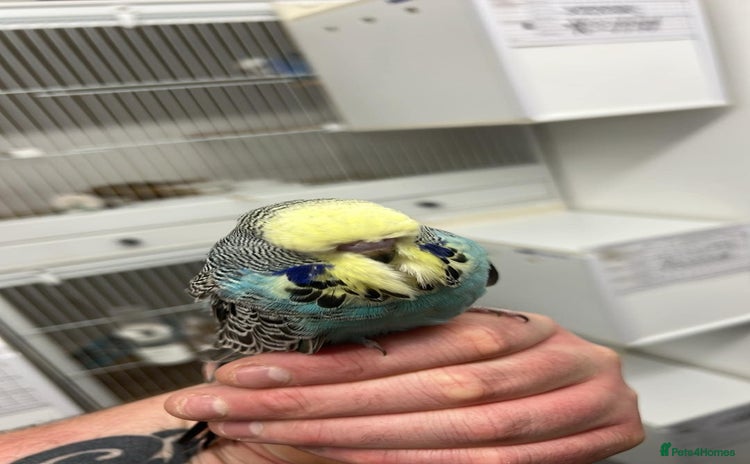 Budgerigars birds - Advert 2