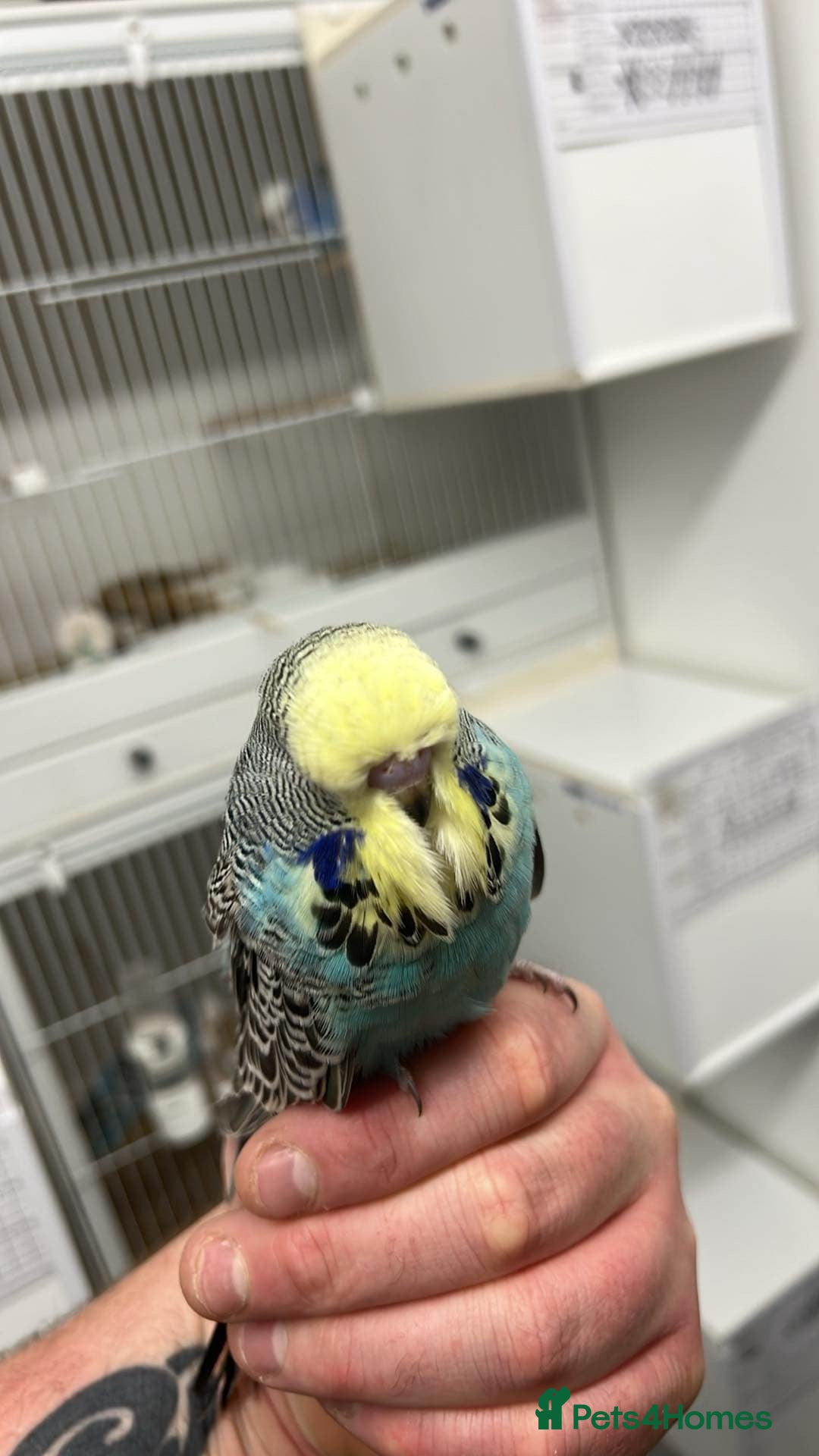 Budgerigars birds for sale: Budgies for sale  - Image 1
