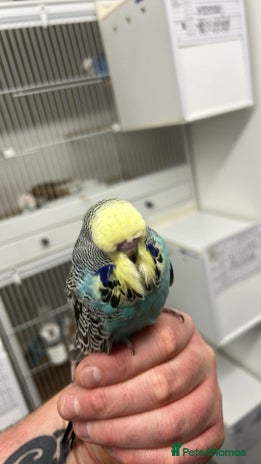 Budgerigars birds - Advert 2