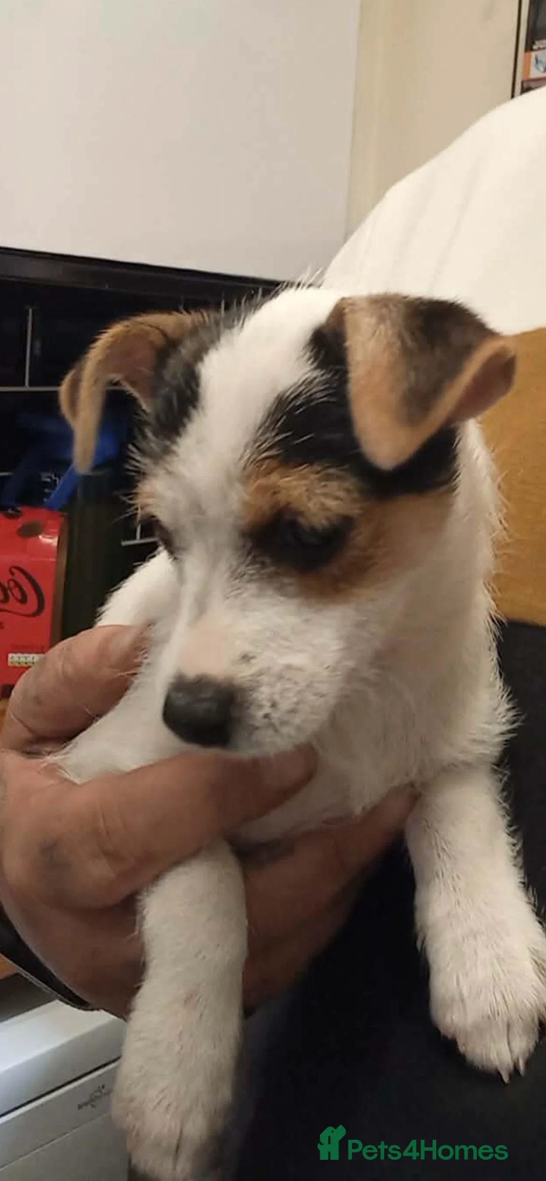Jack Russell dogs for sale: Girl Jack Russell  in Trowbridge - Advert 2