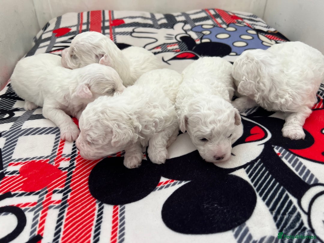 Bichon Frise dogs for sale: Pure Bichon Frise - Image 20