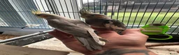 Cockatiels birds for sale: Baby Cockatiels Ready Mid July - Advert 13