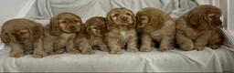 Cocker Spaniel dogs for sale: 💛Show Cocker Spaniel Litter – Waiting List Open - Advert 6