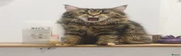 Maine Coon cats for sale: Maine Coon kittens  - Advert 8