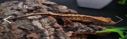 Gecko reptiles for sale: Juvenile Crested Geckos with full Lineage - Advert 18