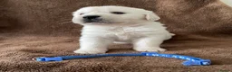 Golden Retriever dogs for sale: 7 Beautiful Golden retriever puppies  - Advert 37