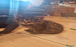 Maine Coon cats for sale: Beautiful Mainecoon X  9 kittens  - Image 16