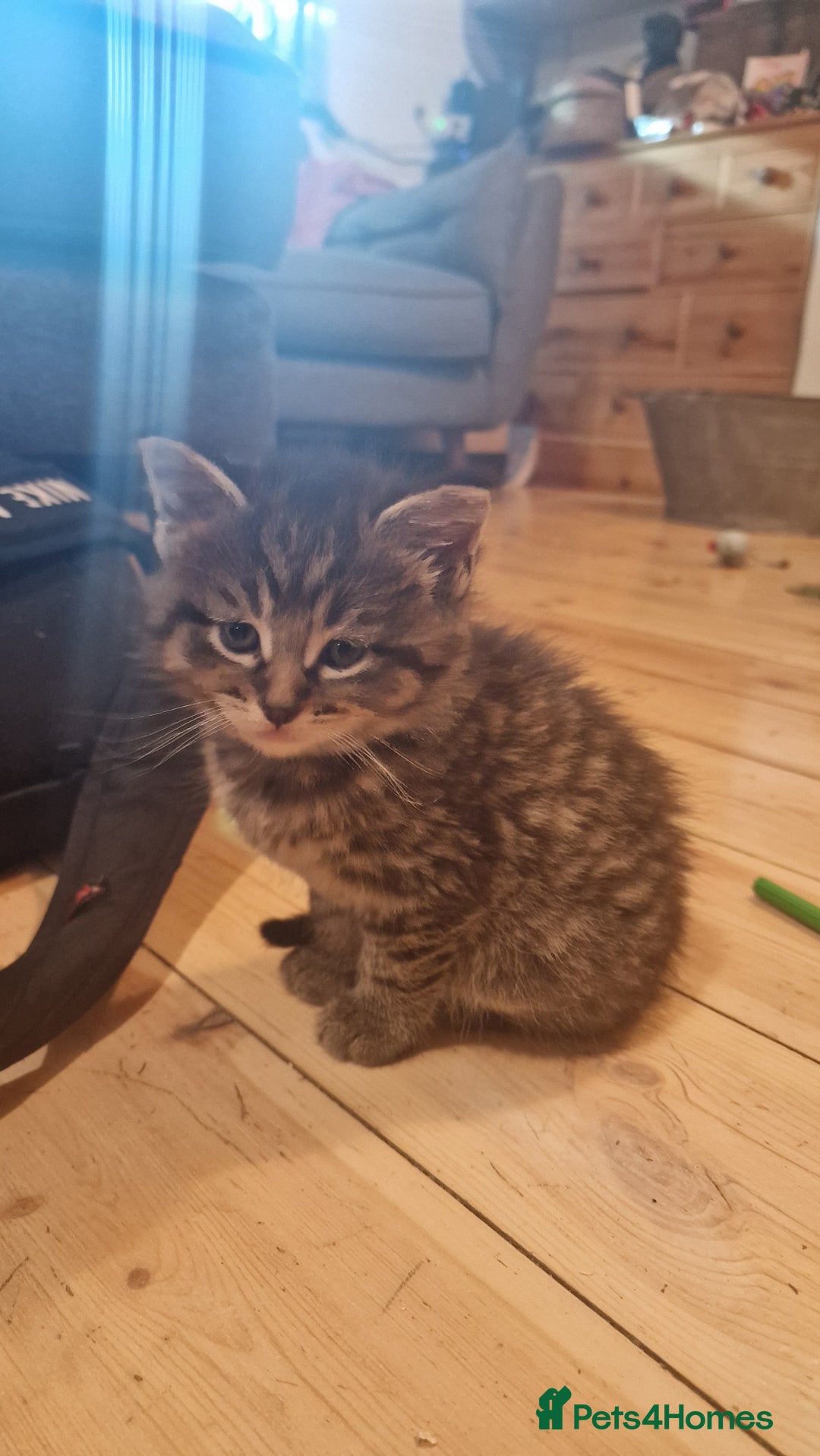 Maine Coon cats for sale: Beautiful Mainecoon X  9 kittens  - Image 16