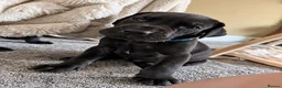 Great Dane dogs for sale: Champion blood exceptional quality black GreatDane - Advert 6