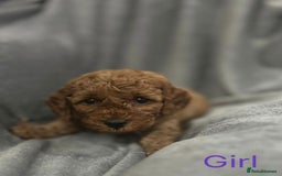Cockapoo dogs for sale: Cockapoo F1b non moulting health tested puppies  - Image 21