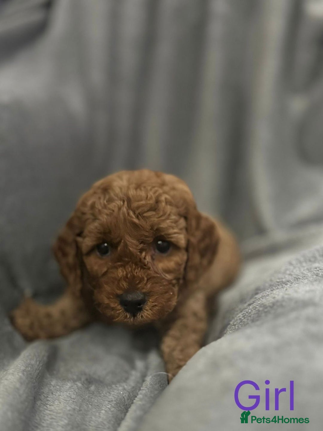 Cockapoo dogs for sale: Cockapoo F1b non moulting health tested puppies  - Image 21