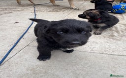 German Shepherd dogs for sale: Stunning top quality German shepherd puppies - Image 21