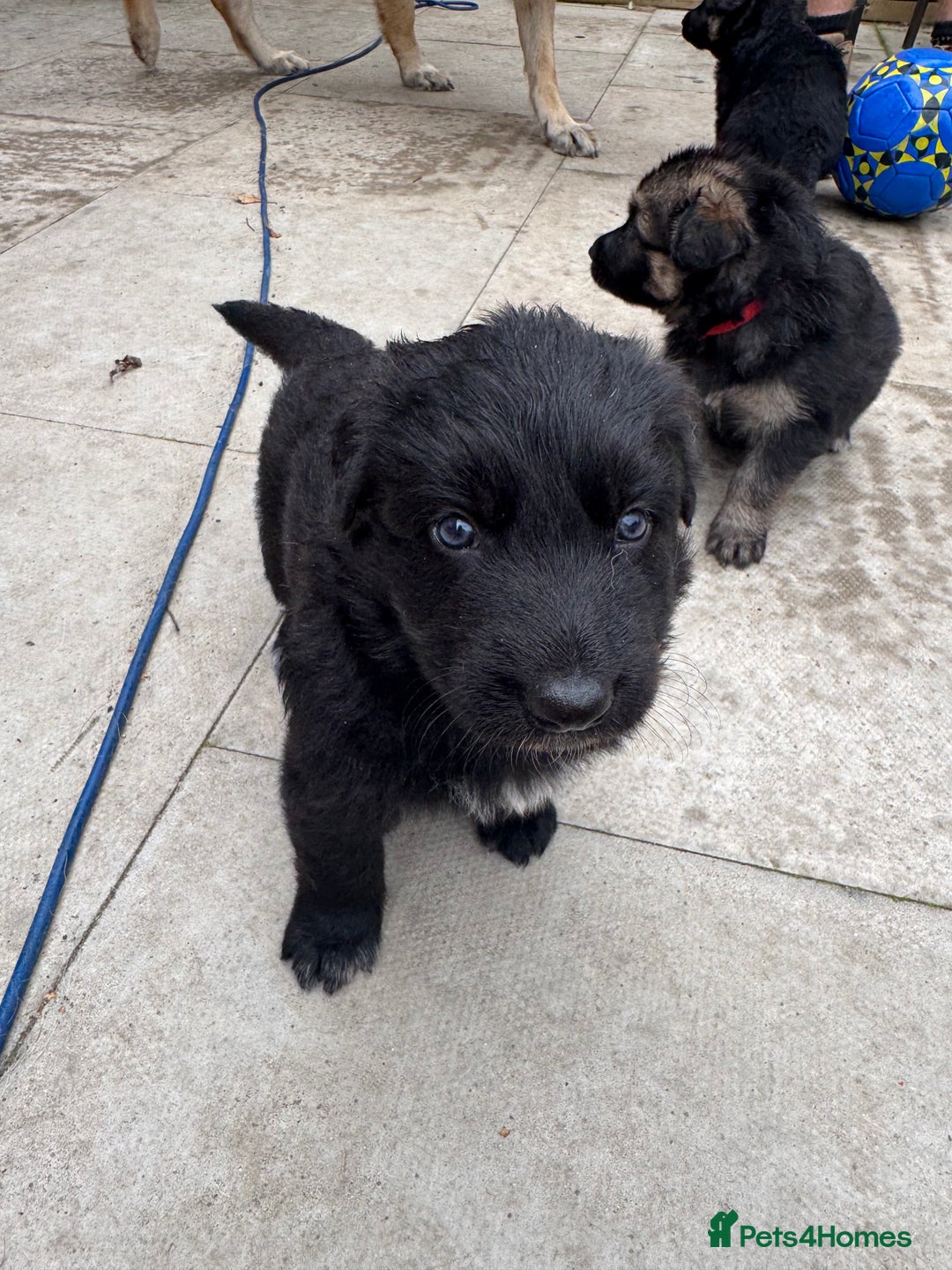 German Shepherd dogs for sale: Stunning top quality German shepherd puppies - Image 21