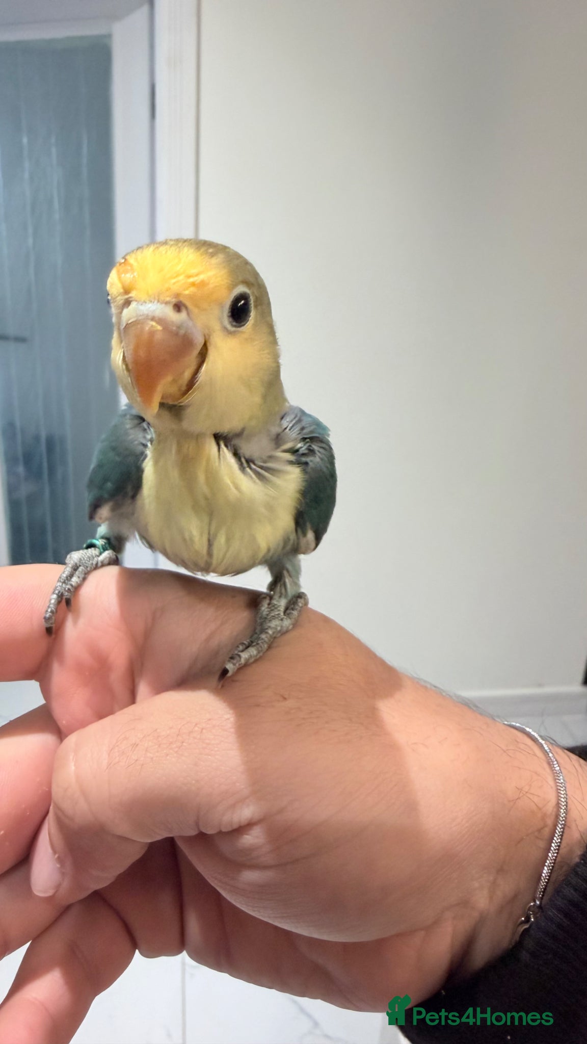 Lovebirds birds for sale: Silly tame 10 weeks young baby lovebird - Advert 2