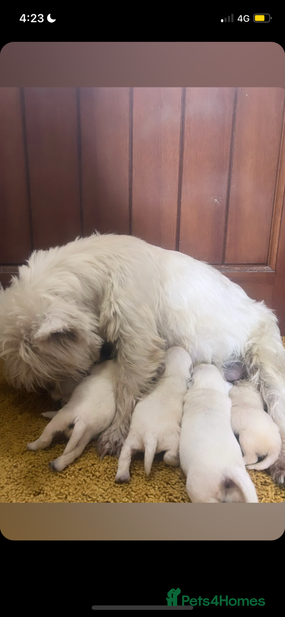West Highland Terrier dogs West highland terrier puppies - Advert 5