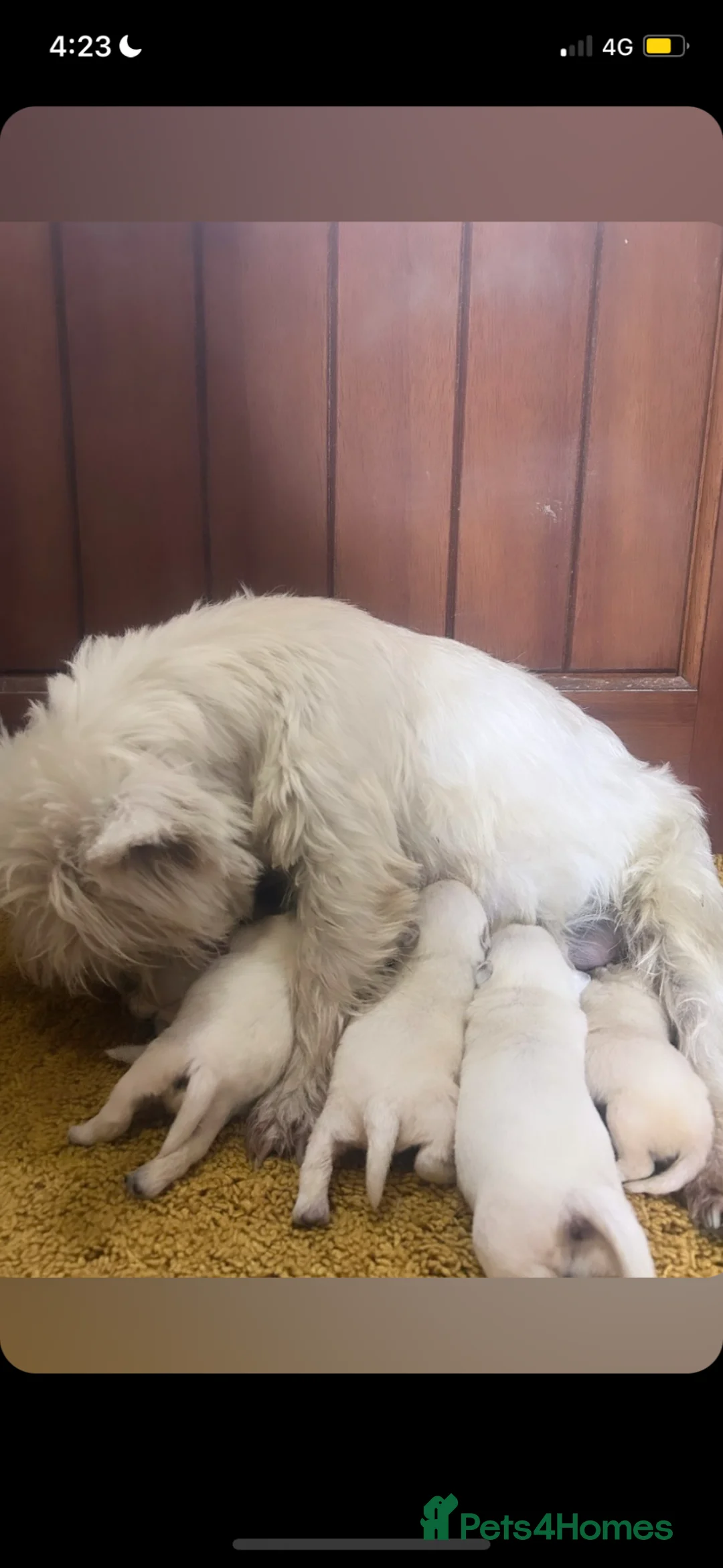 West Highland Terrier dogs for sale: West highland terrier puppies in Llanfyllin - Advert 1