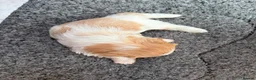 Mixed Breed dogs for sale: Cookie - Advert 18