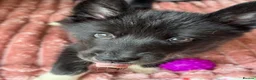 Utonagan dogs for sale: Crufts Line Husky x Malamute - Health tested 🐾 - Advert 23