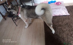 Akita dogs for sale: Gorgeous friendly girl needs new home  - Image 9