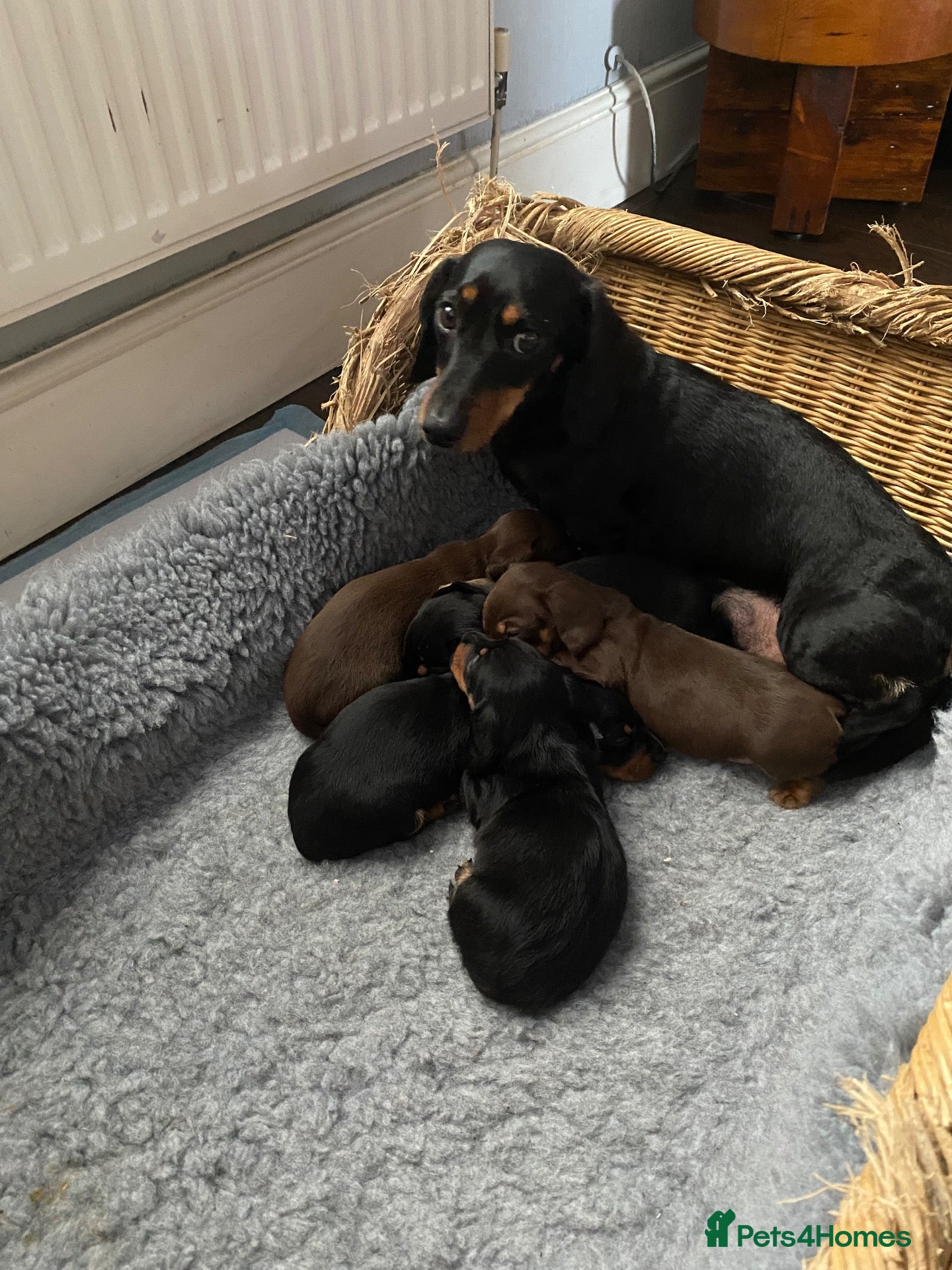 Miniature Dachshund dogs Stunning KC registered miniature dachshunds - Advert 2