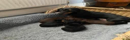 Miniature Dachshund dogs for sale: Stunning KC registered miniature dachshunds - Advert 1