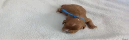 Cavapoo dogs for sale: F1 CAVAPOO PUPPIES  in Stevenage - Advert 11