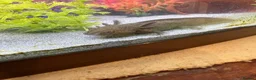 Axolotl reptiles for sale: Axalotols and tank  - Advert 6
