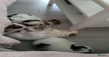Shih Tzu dogs - Advert 11