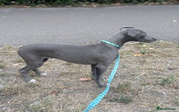 Whippet dogs for sale: KC registered Blue whippet  - Image 2