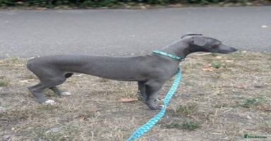 Whippet dogs - Advert 15