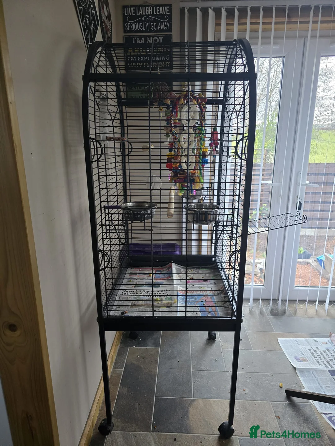 Ringnecks birds for sale: Ringneck/cage in Loanhead - Advert 4