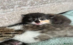 Mixed Breed cats for sale: 7 beautiful kittens ready for a loving home - Image 2