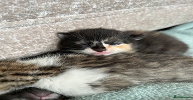 Mixed Breed cats - Advert 3