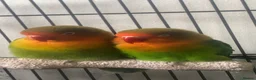 Lovebirds birds for sale: Pair of Compatible Lovebirds with Full Setup - Advert 2