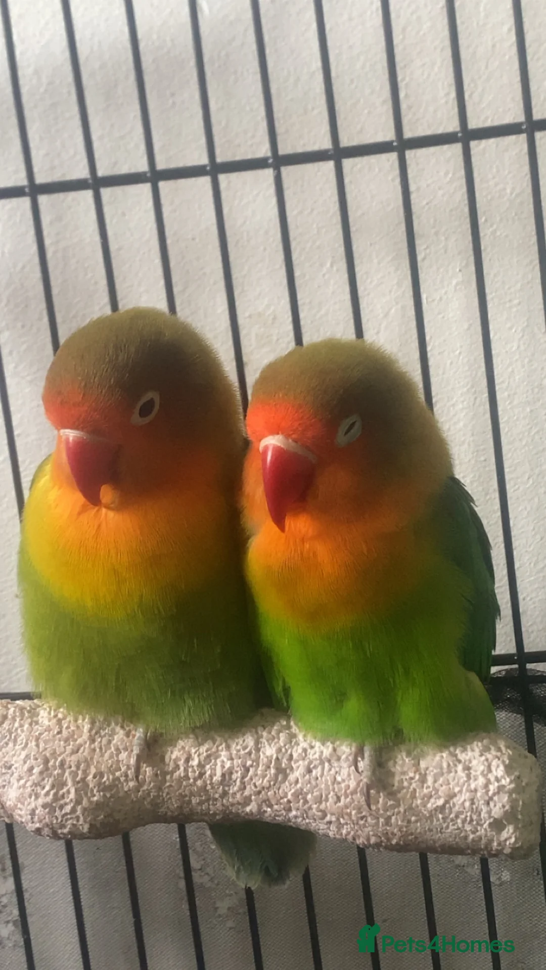 Lovebirds birds for sale: Pair of Compatible Lovebirds with Full Setup - Advert 2