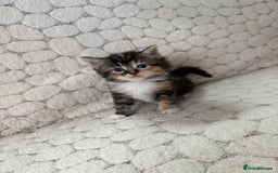 Mixed Breed cats for sale: 7 little kittens - Image 16