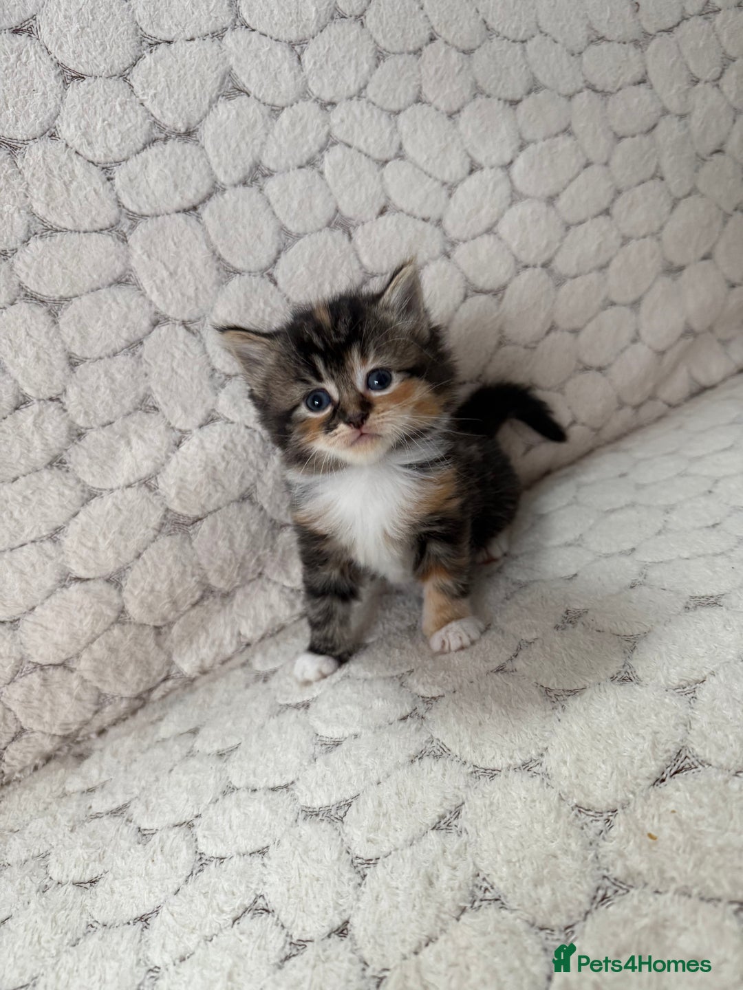 Mixed Breed cats for sale: 7 little kittens - Image 16