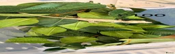 Gecko reptiles for sale: Chahoua and gargoyle geckos various  - Advert 5